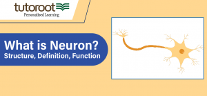What is Neuron? - Structure, Definition, Function