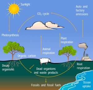 carbon cycle diagram