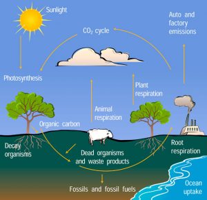 Carbon Cycle Diagram 