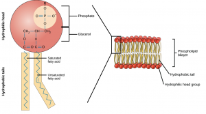 Structure of Lipid 