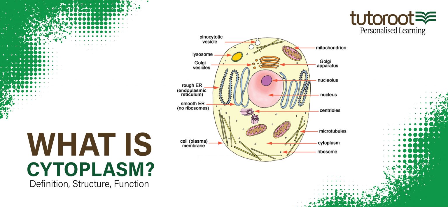 What is Cytoplasm? Definition, Structure, Function