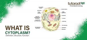 Structure of Cytoplasm