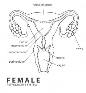 Female Reproduction System