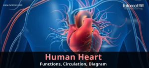 Human Heart - Functions, Circulation, Diagram