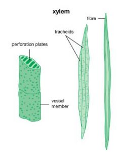 structure of xylum