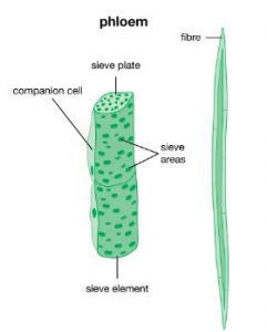 Structure of Phloem