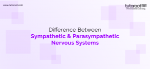 Difference Between Sympathetic And Parasympathetic Nervous System