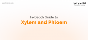 In-Depth Guide to Xylem and Phloem