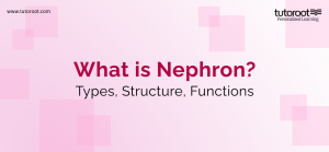 What is Nephron? - Structure, Functions, Types