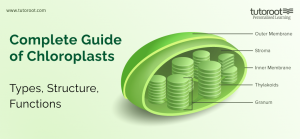 Complete Guide of Chloroplasts - Function, Structure