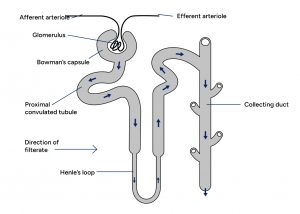 Nephron Diagram