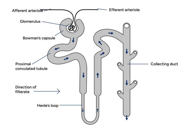 Structure, Functions, Types Biology Diagrams