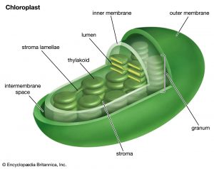 Chloroplasts Diagram