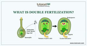 Double Fertilization diagram
