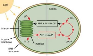 Light Reaction and Dark reaction Diagram