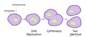 Binary Fission Diagram