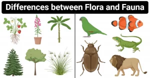 Flora and Fauna Diagram