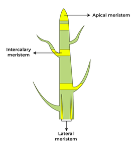 Meristematic Tissue Diagram