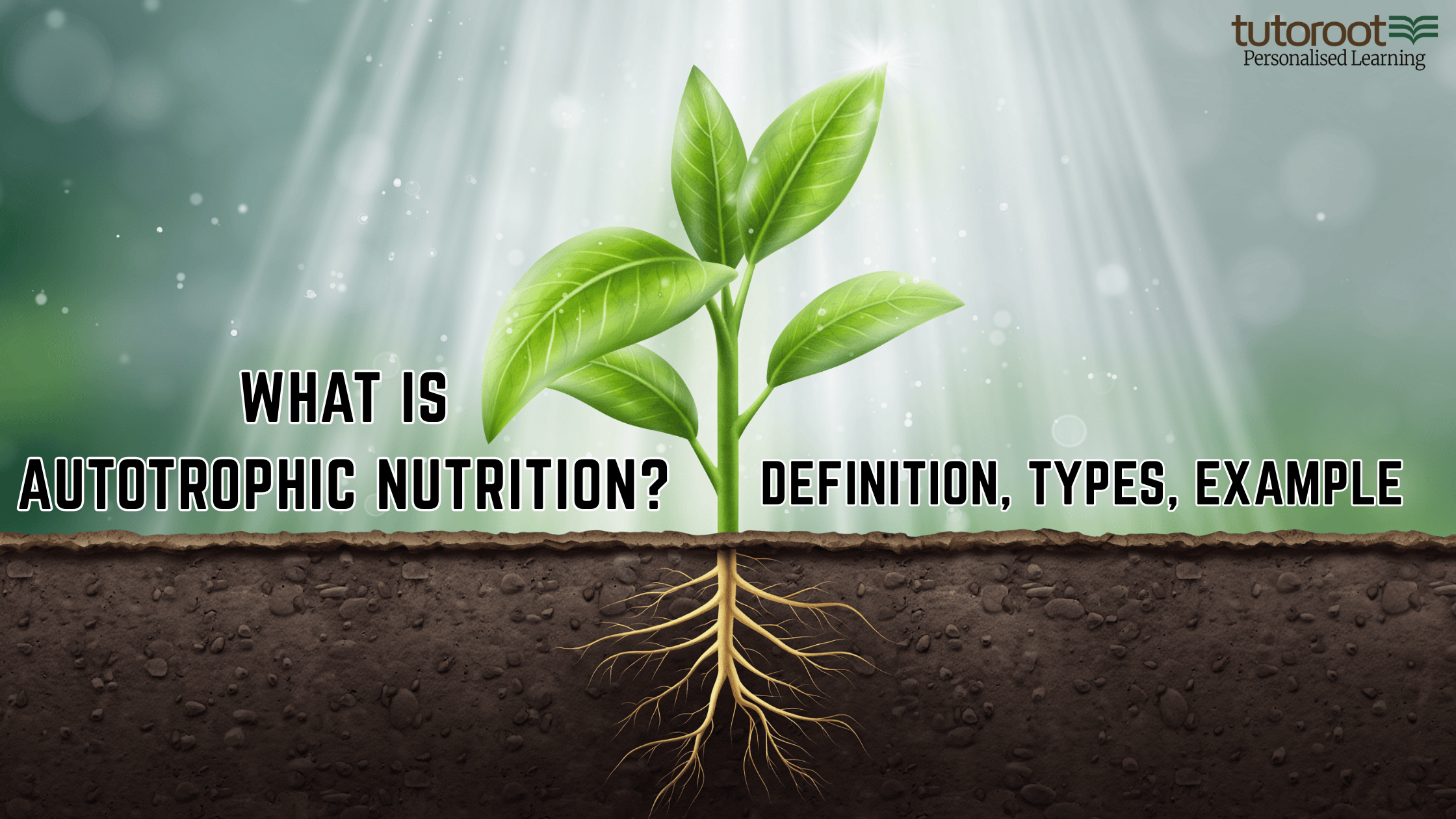 What is Autotrophic Nutrition - Definition, Types, Example