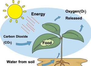 Autotrophic Nutrition Diagram