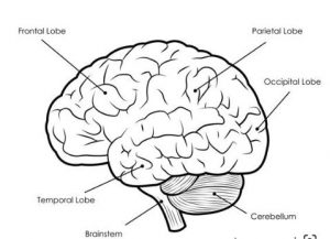 Human Brain Diagram 