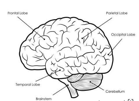 Complete Guide of the Human Brain - Structure, Function