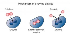 enzymes mechanism