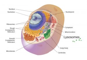 Lysosomes Diagram and structure