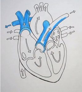 Schematic Diagrams of Arteries and Veins