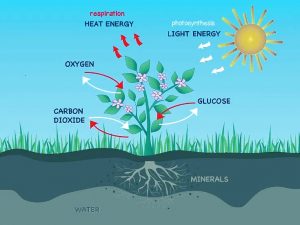 Respiration in Plants Diagram