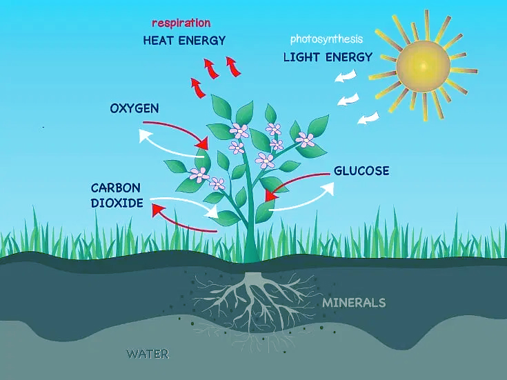 Photosynthesis And Respiration In Plants Diagram Photosynthesis And Respiration In Plants Diagram