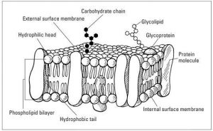 Fluid Mosaic Model Diagram