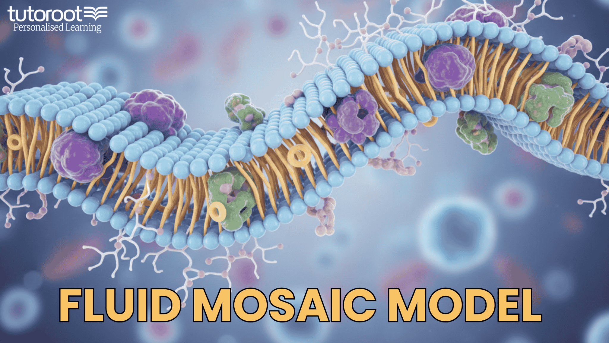 What is Fluid Mosaic Model Theory? Fluid Mosaic Model Diagram