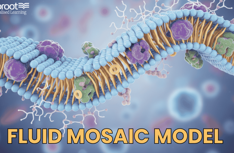 What is Fluid Mosaic Model Theory? Fluid Mosaic Model Diagram
