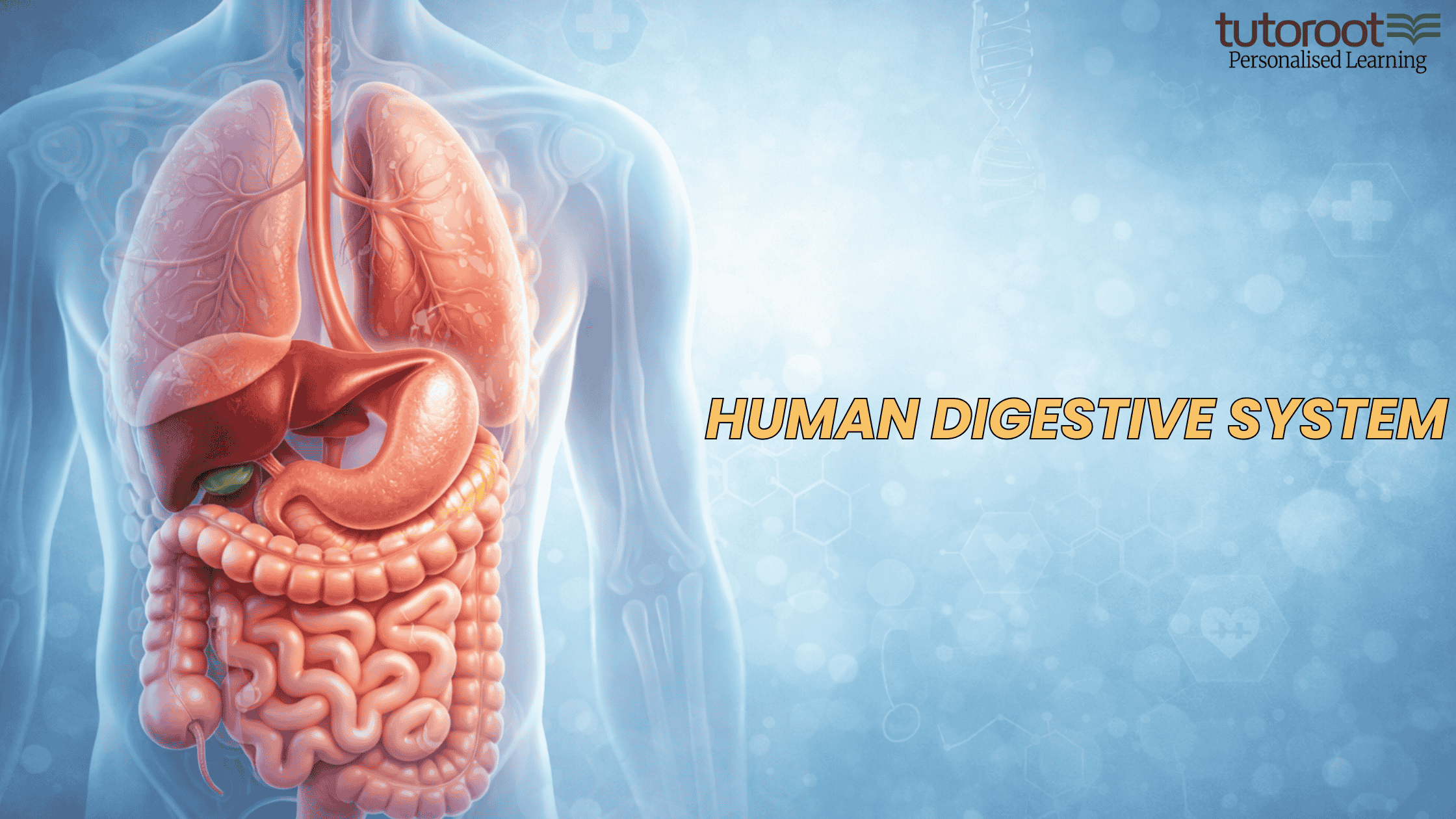 Human digestive system