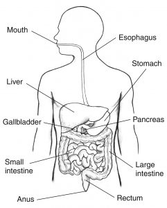 Human Digestive System