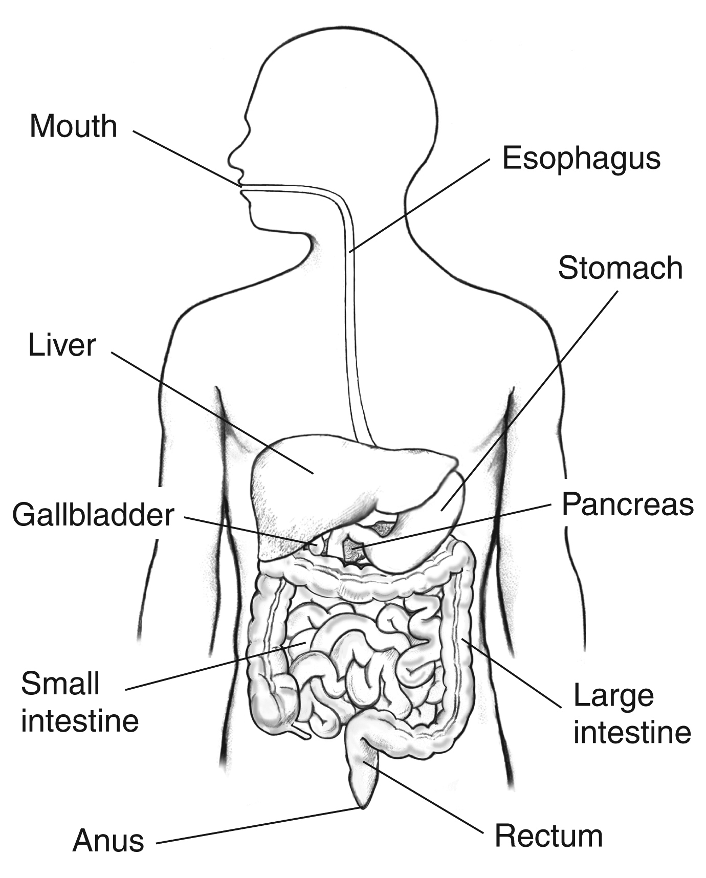 Human digestive system diagram parts functions