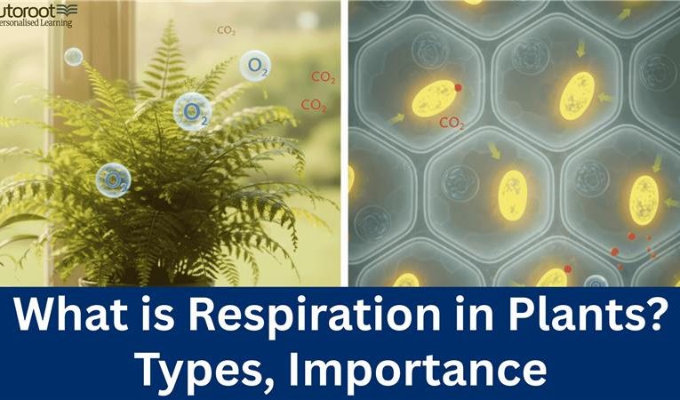 What is Respiration in Plants? – Types, Importance