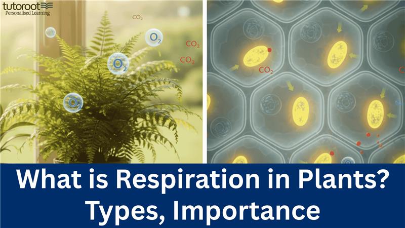 Respiration-in-Plants