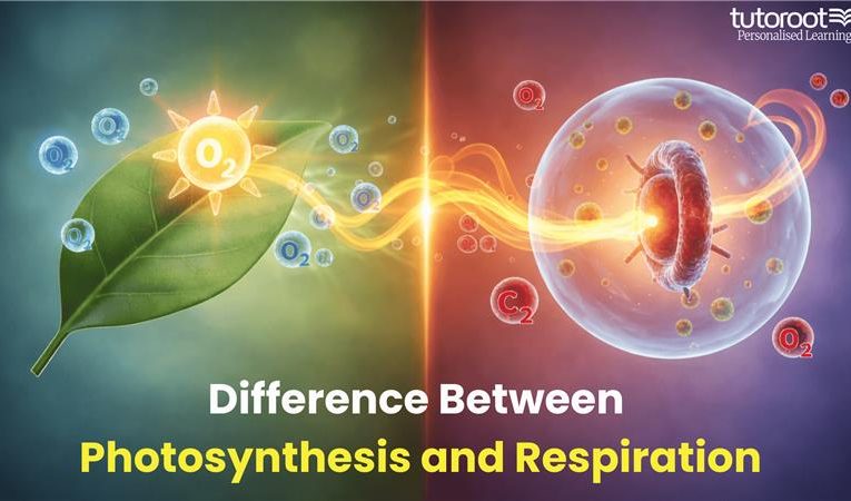 Difference Between Photosynthesis and Respiration
