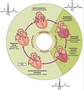 Cardiac Cycle Diagram with Parts