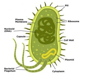 kingdom monera diagram