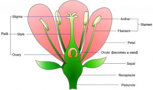 Schematic of Plant Kingdom Diagram