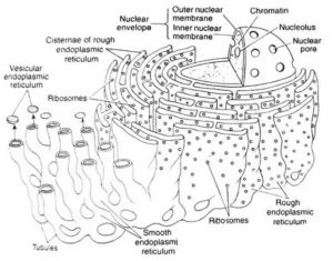 Endoplasmic Reticulum Diagram