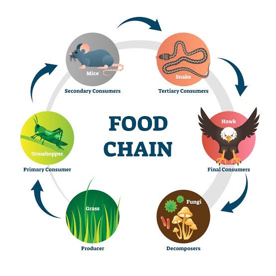 What are Food Chains and Food Webs?