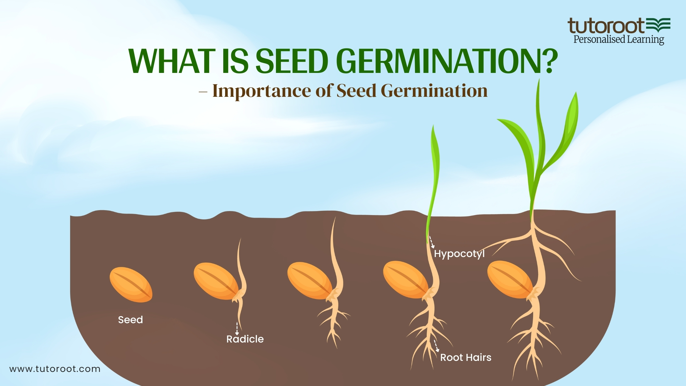 A Seed During Germination How To Germinate Seeds In Paper Towels A Seed During Germination How To Germinate Seeds In Paper Towels