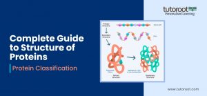 Complete Guide to Structure of Proteins
