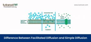 Difference Between Facilitated Diffusion and Simple Diffusion