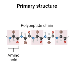 Protein Structure Diagram
