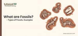 What are Fossils - Types of Fossils, Examples
